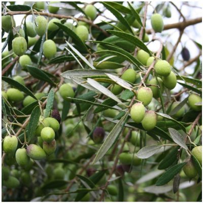 Olivovník evropský - Olea europaea - semena - 5 ks – Zbozi.Blesk.cz