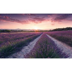 Komar Vliesová fototapeta Lavender Dream 450 x 280 cm