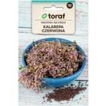 Toraf Microgreens semínka na klíčky Kedluben červený 10 g