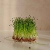 Osivo a semínko Tiny Greens Pórek - BIO semínka na klíčení a microgreens Množství: 100g