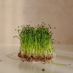 Tiny Greens Pórek - BIO semínka na klíčení a microgreens Množství: 100g