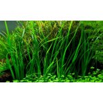 Cyperus helferi - Šáchor Helferův – Zboží Dáma