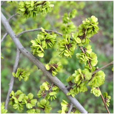 Turkestánský brest - Ulmus pumila - semena brestu- 10 ks