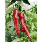 Cayenne Red – Zboží Dáma