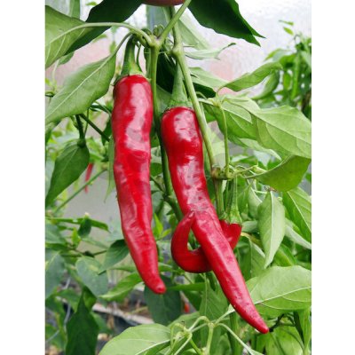 Cayenne Red – Zboží Dáma