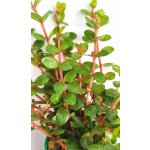 Rotala sp. Yao Yai – Zboží Dáma