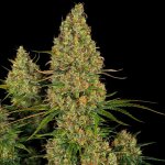 Sensi Seeds Research Sticky Orange XXL AUTO semena neobsahují THC 3 ks – Zboží Dáma