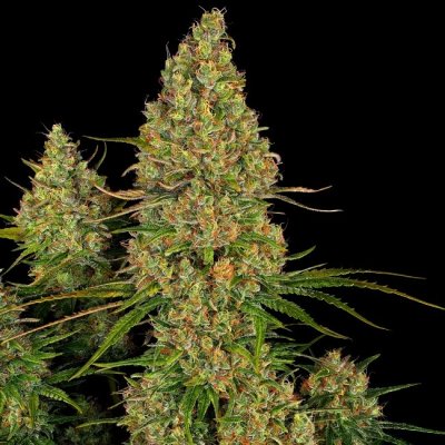 Sensi Seeds Research Sticky Orange XXL AUTO semena neobsahují THC 3 ks – Zboží Dáma