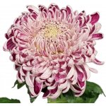 Chryzantéma G GILBERT LEIGH SILVER 85 g – Zboží Dáma