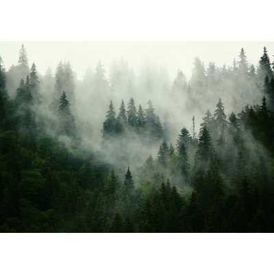 Postershop Fototapeta vliesová: Mlha nad lesem 1 rozměry 416x254 cm – Zboží Mobilmania