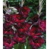 Gladiol Black Sea - Gladiolus - hlízy mečíku - 3 ks