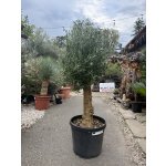 Olivovník Evropský Bola C45 - Olea Europaea - Bola 140-160cm – Zboží Mobilmania