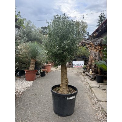 Olivovník Evropský Bola C45 - Olea Europaea - Bola 140-160cm – Zboží Mobilmania