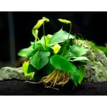 Anubias nana Big – Zboží Mobilmania