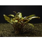 Cryptocoryne tropica - Kryptokoryna Wendtova var. Tropica – Zboží Mobilmania