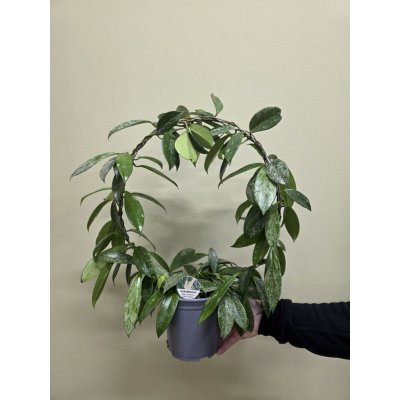 Hoya Carnosa Silverspots Hoop XL – Zbozi.Blesk.cz