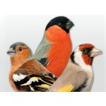 Deli Nature 49 Siskins 15 kg – Zboží Mobilmania