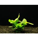 Anubias hastifolia - Anubias laločnatý – Hledejceny.cz
