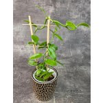Vanilla Planifolia na žebříku 12 cm (Raritní vanilka, rychle rostoucí liánová rostlina) – Hledejceny.cz
