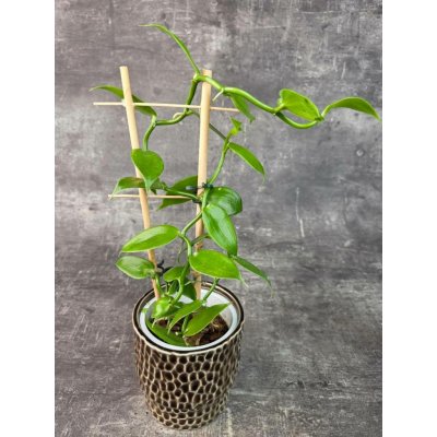 Vanilla Planifolia na žebříku 12 cm (Raritní vanilka, rychle rostoucí liánová rostlina) – Hledejceny.cz