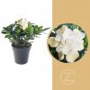 Květina Gardénie jasmínovitá, Gardenia jasminoides, bílá