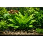 Echinodorus argentinensis - Šípatkovec argentinský – Zboží Dáma