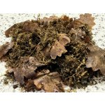 Ortisgreen Sphagnum Moss 250 g – Hledejceny.cz