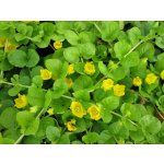 Lysimachia nummularia – Zboží Dáma