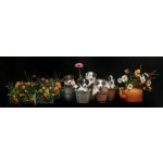 Fotografie - Bosch, den Gert: Stačí přidat vodu - reprodukce obrazu – Hledejceny.cz