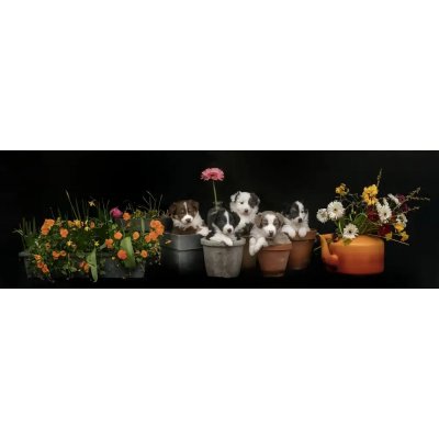 Fotografie - Bosch, den Gert: Stačí přidat vodu - reprodukce obrazu – Hledejceny.cz