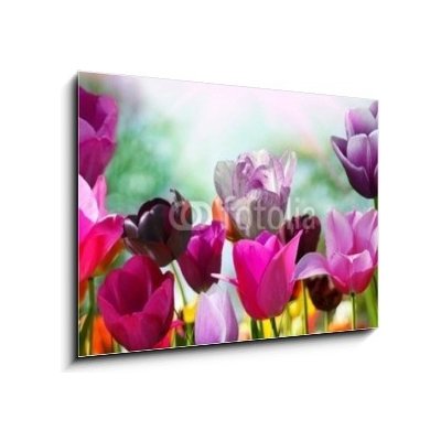 Obraz 1D - 100 x 70 cm - Beautiful spring flowers, tulips Krásné jarní květiny, tulipány