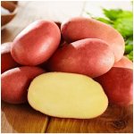 Sadbové brambory Bellarosa - Solanum tuberosum - brambory - 10 ks – Zboží Dáma