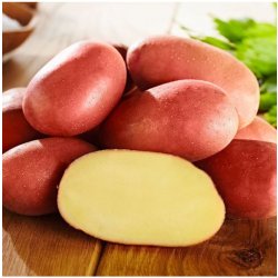Sadbové brambory Bellarosa - Solanum tuberosum - brambory - 10 ks