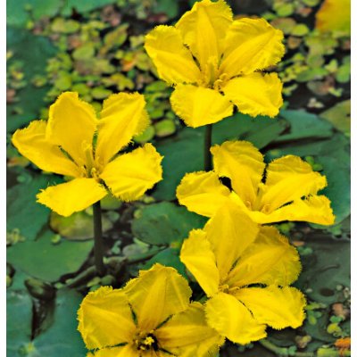 Nymphoides peltata – košík 11x11 cm – Hledejceny.cz
