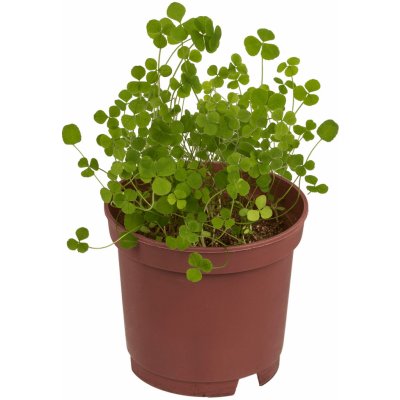 Vypěstuj si čtyřlístek - květináček – Zboží Mobilmania