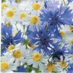 Ubrousek 33x33 cm CHRPY A KOPRETINY – Zboží Dáma