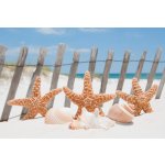 Dimex XL-178 vliesová fototapeta na zeď Starfish rozměry 330 x 220 cm – Zboží Mobilmania