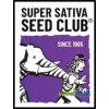 Semena konopí Super Sativa Seed Club Kosher Haze semena neobsahují THC 3 ks