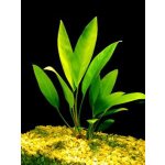 Anubias congensis - Anubis konžský – Zboží Dáma
