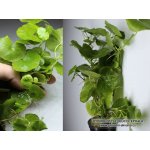 Hydrocotyle leucocephala – Zboží Dáma