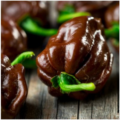Chilli Habanero chocolate – Capsicum chinense – semena chilli – 6 ks