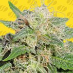 Original Sensible Seeds Super AUTO Lemon Haze semena neobsahují THC 1 ks – Sleviste.cz