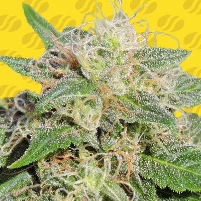 Original Sensible Seeds Super AUTO Lemon Haze semena neobsahují THC 1 ks – Sleviste.cz