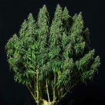 Buddha Seeds Magnum AUTO semena neobsahují THC 10 ks – Sleviste.cz