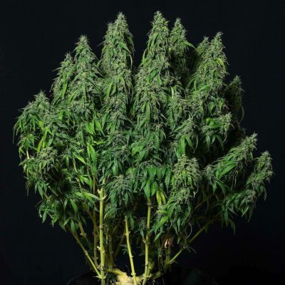 Buddha Seeds Magnum AUTO semena neobsahují THC 10 ks – Sleviste.cz