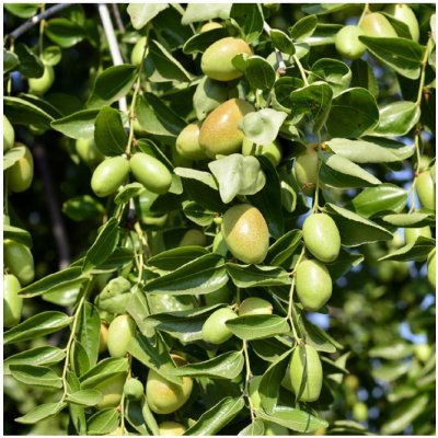 Jojoba - Simmondsia chinensis - semena - 6 ks – Zboží Mobilmania