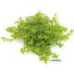 Micranthemum micranthemoides – Zboží Mobilmania