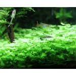 Hydrocotyle tripartita Japan – Hledejceny.cz