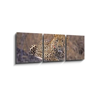 Obraz s hodinami 3D třídílný - 150 x 50 cm - Africa-Leopard Afrika