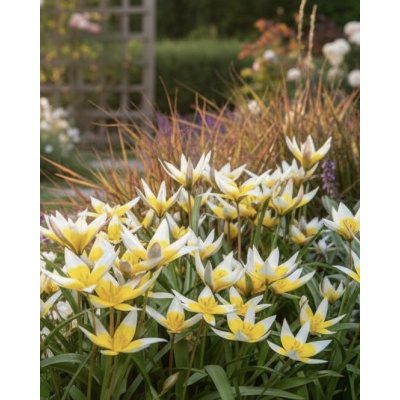 Tulipán 'Tarda dasystemon' 5 ks – Zboží Mobilmania